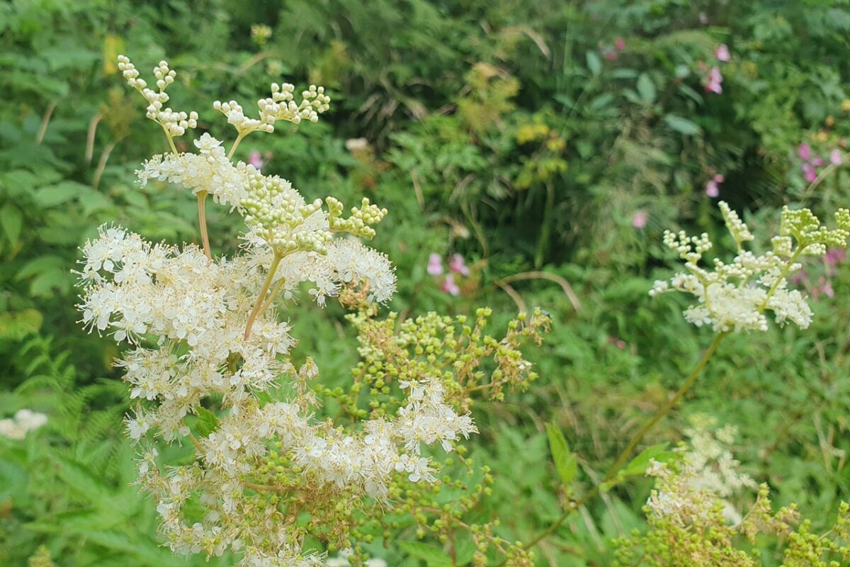 Mädesüß blüht sanft in der Wiese, ein Hauch von Honig und Vergangenheit.