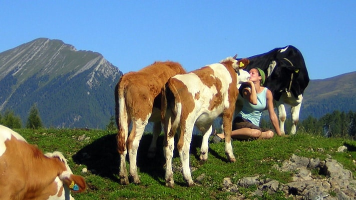 Zwei Fotos zeigen Sandra mit dem Ochsen Konrad: Oben sitzt sie meditativ zwischen Rindern auf einer Alm in Kärnten, während Konrad neugierig ihre Nähe sucht. Unten füttert sie Konrad zärtlich an einem Holztisch vor Bergkulisse – eine Szene voller Vertrauen, Zuneigung und Stille.
