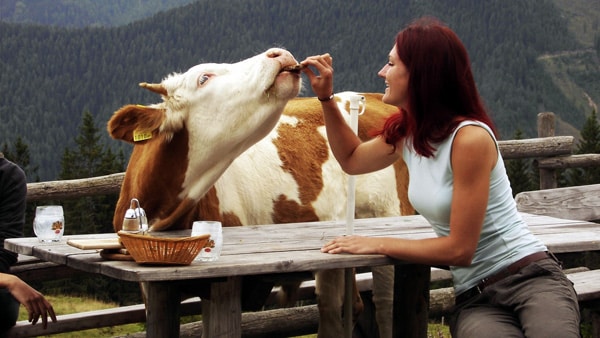Zwei Fotos zeigen Sandra mit dem Ochsen Konrad: Oben sitzt sie meditativ zwischen Rindern auf einer Alm in Kärnten, während Konrad neugierig ihre Nähe sucht. Unten füttert sie Konrad zärtlich an einem Holztisch vor Bergkulisse – eine Szene voller Vertrauen, Zuneigung und Stille.