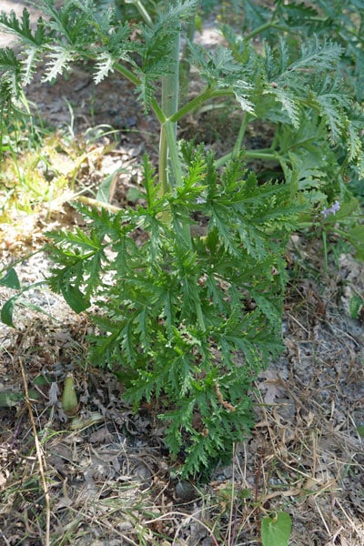 ferula blaetter