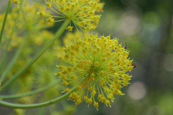 Detailaufnahme einer Blütendolde der Ferula communis mit feinen Insekten auf gelbgrünen Einzelblüten, vor weichem Hintergrund.