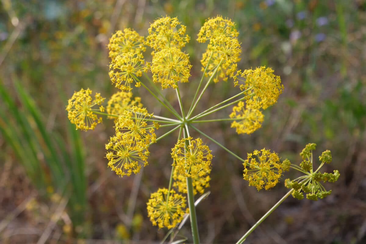 Gelber Doldenblütenstand der Ferula communis in voller Blüte, aufgenommen im natürlichen Habitat in Elysium.
