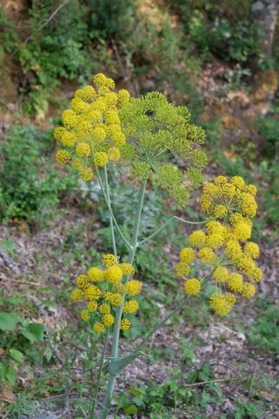 ferula pflanze